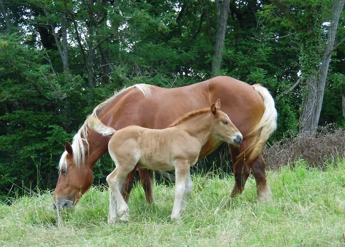 Bed and breakfast D Hotes Azkena
